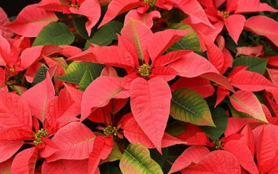 Euphorbia Pulcherrima ‘Poinsettia’