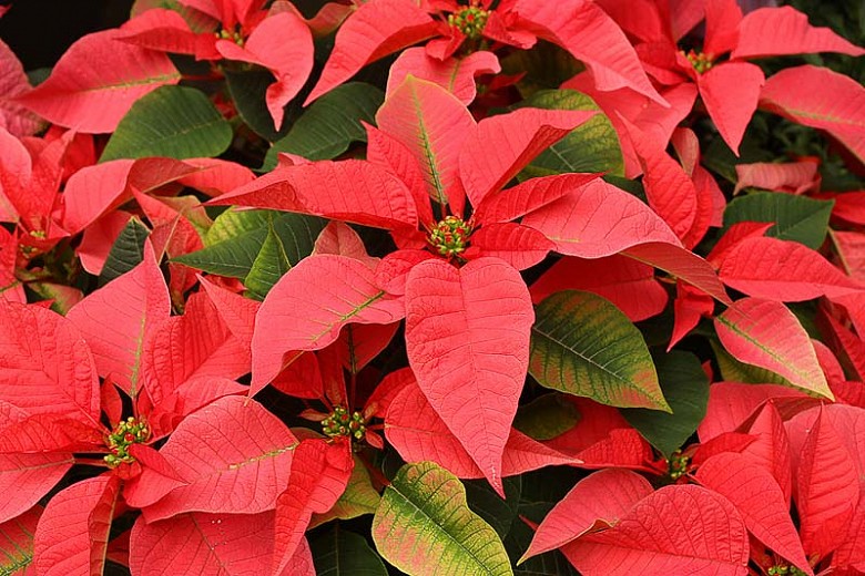 Poinsettia Euphorbia Pulcherrima