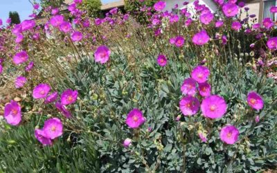 Calandrinia Spectabilis ‘Rock Purslane’