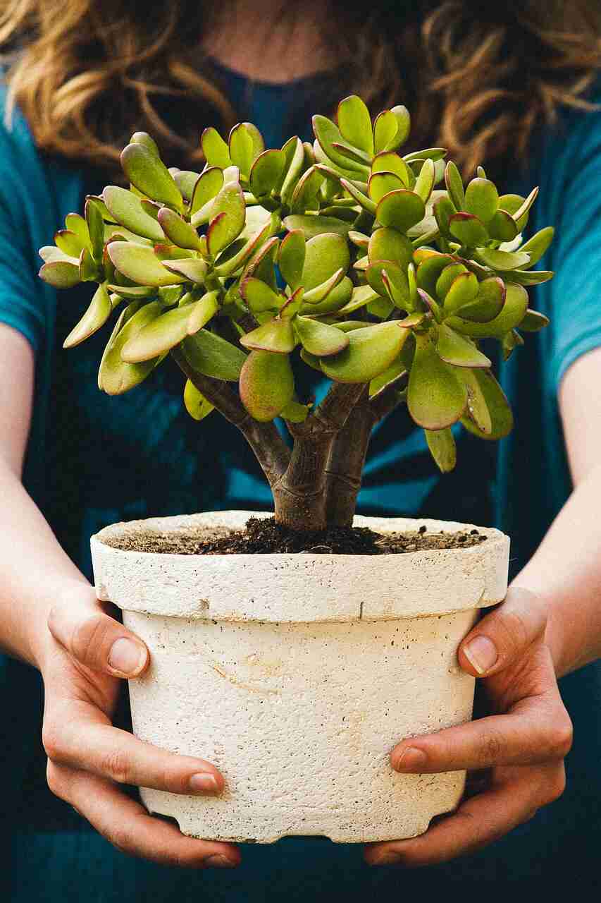 ultimate guide to grow indoor succulents