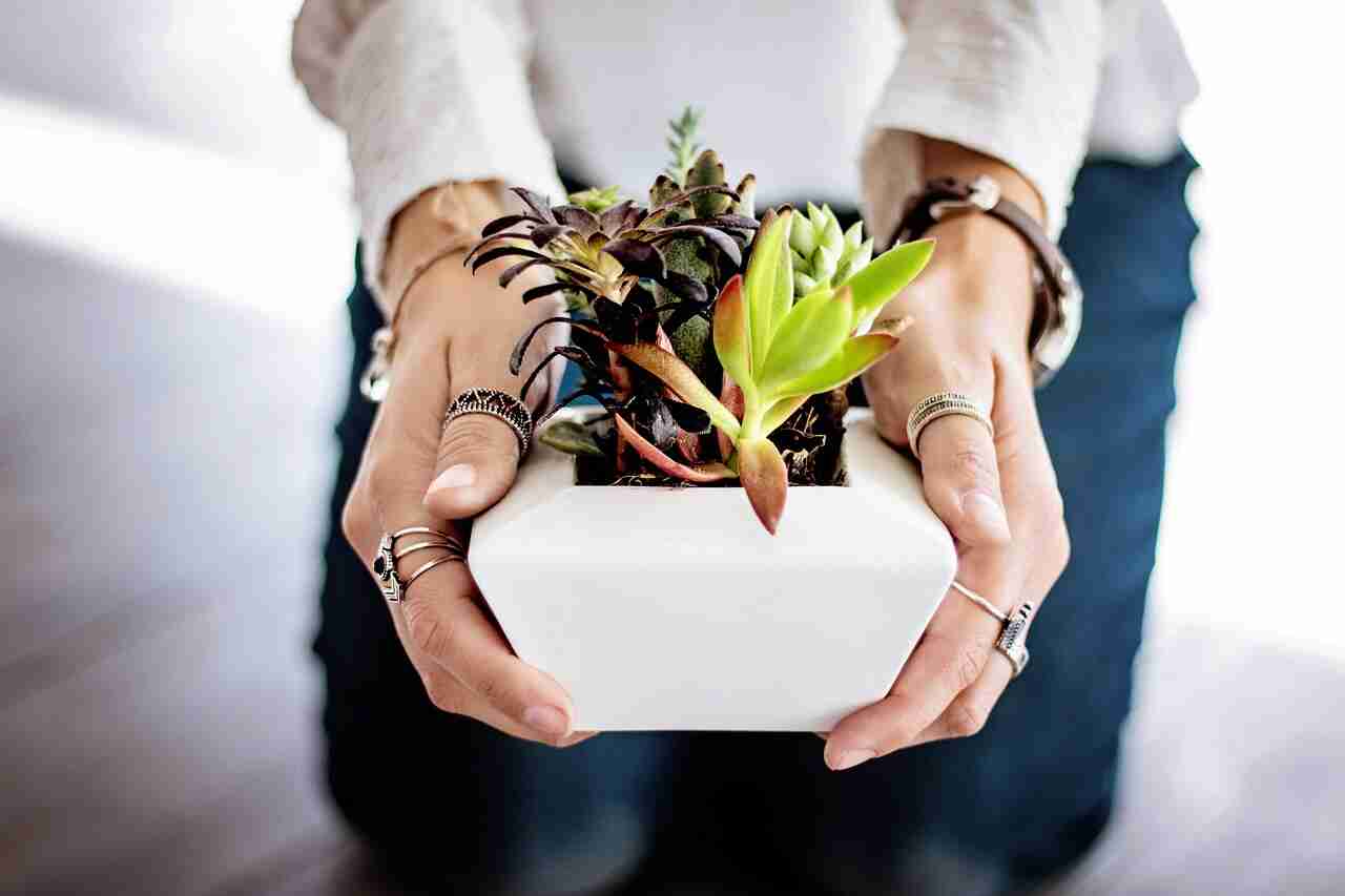 The Best Way To Fertilize Succulents