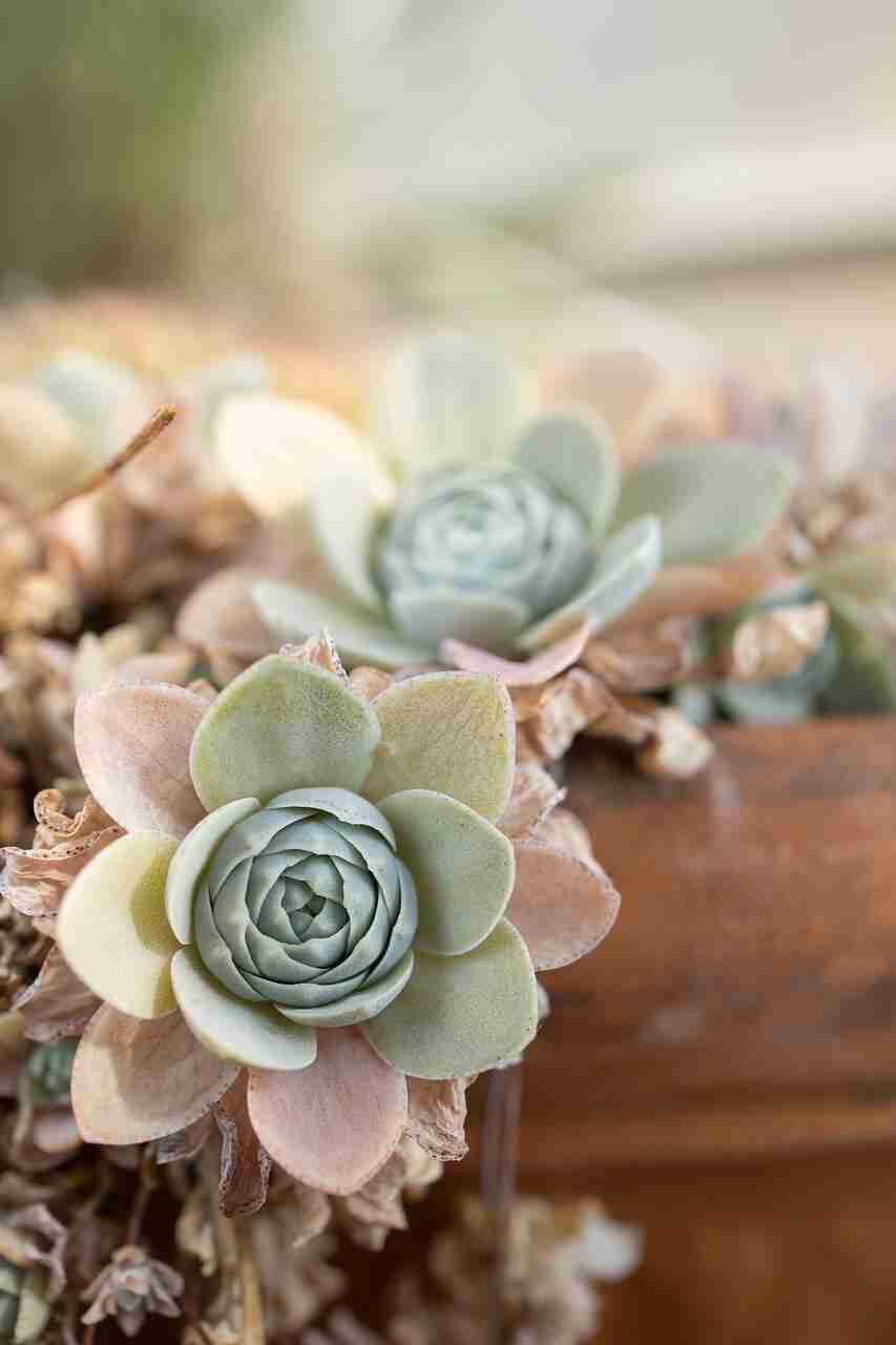 Grow a succulent from seeds