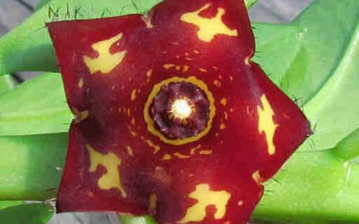 Caralluma Frerei ‘Frerea Indica’