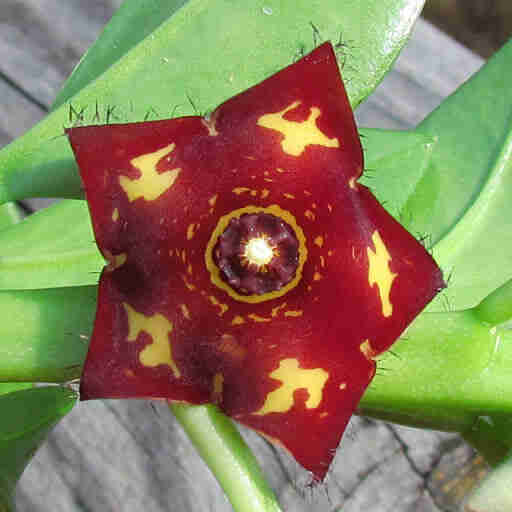 Caralluma Frerei 'Frerea Indica'