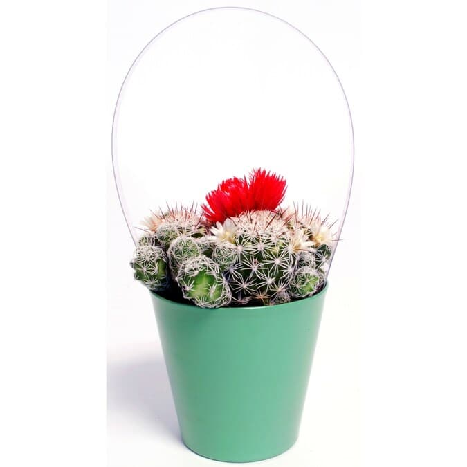 Cactus Strawflower