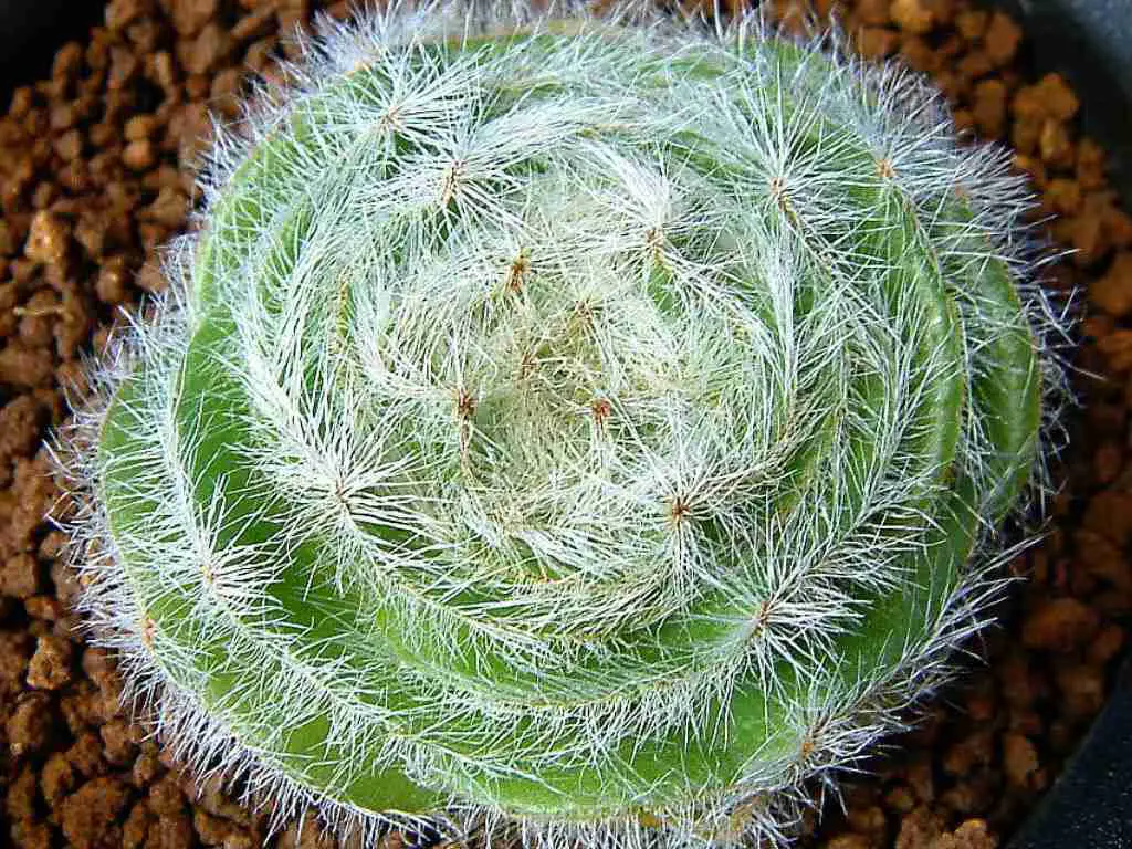 Crassula Barbata 'Bearded-Leaved Crassula'