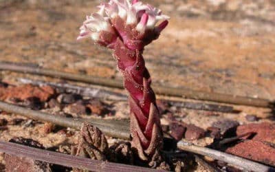 Crassula Alpestris