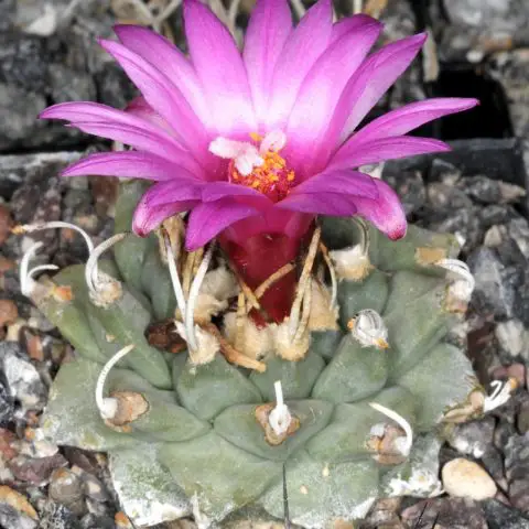 13 Rarest Cactus Plants In The World (With Pictures) - Succulents Network