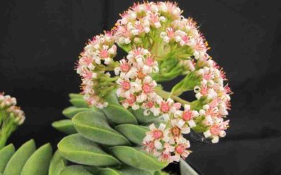 Crassula ‘Silver Springtime’