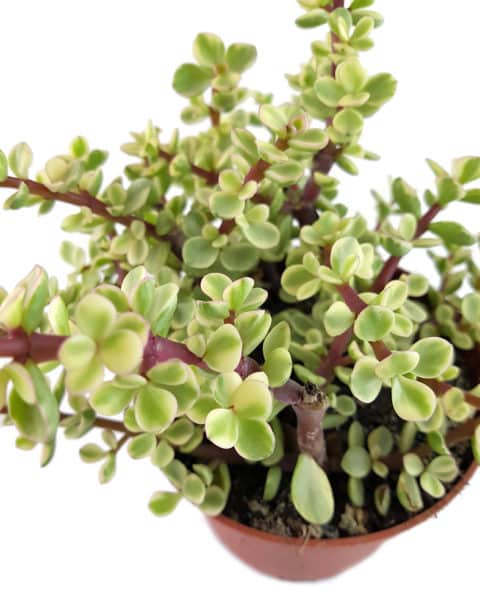 Portulacaria Afra Care Guide (With Pictures) - Succulents Network