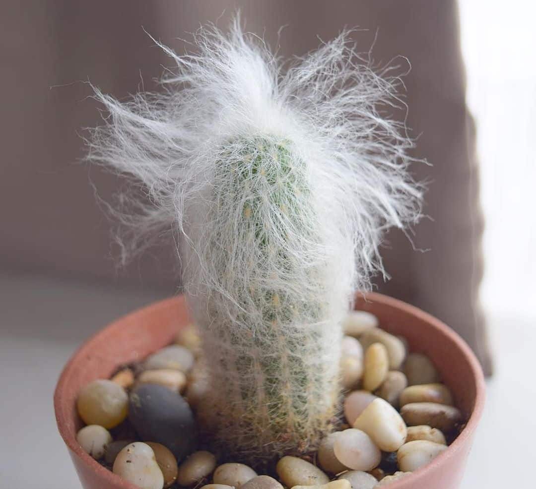How To Care For An Old Man Cactus 