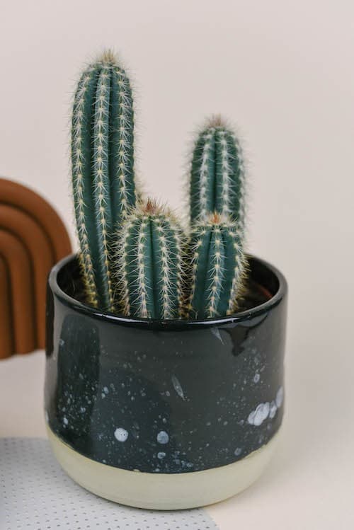 How To Grow Pilosocereus Cacti