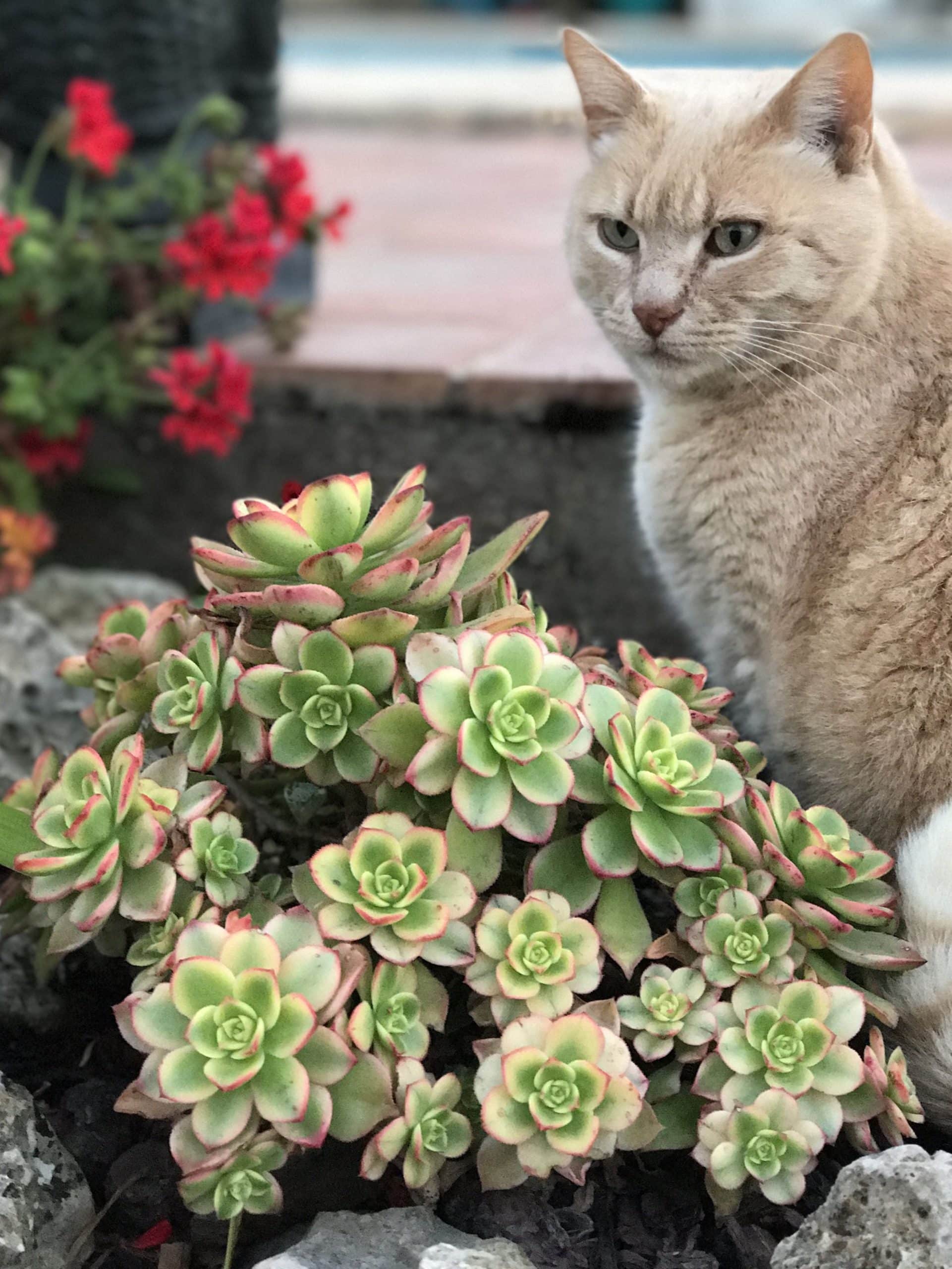 Are Cactuses Poisonous To Cats?