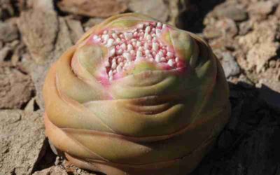 Crassula Columnaris ‘Upright Crassula’