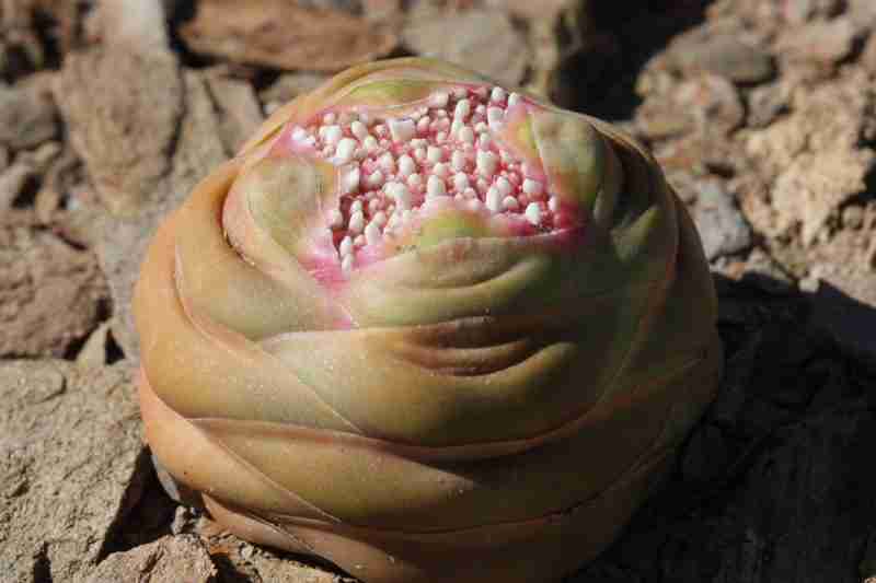 Crassula Columnaris 'Upright Crassula'