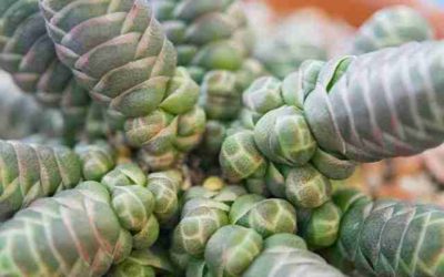 Crassula Barklyi ‘Rattlesnake Tail’