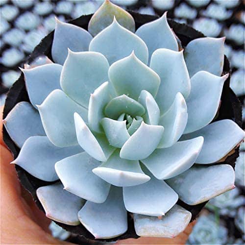 9 Amazing Blue Succulents 