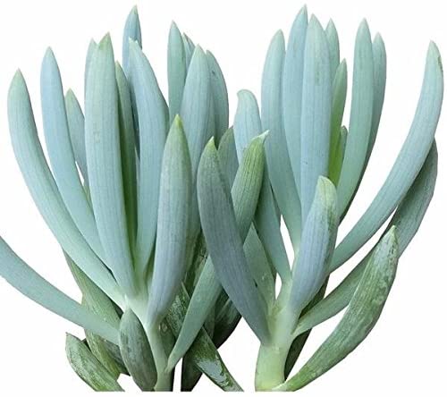 9 Amazing Blue Succulents 