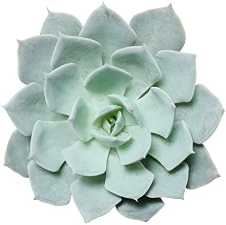 9 Amazing Blue Succulents 