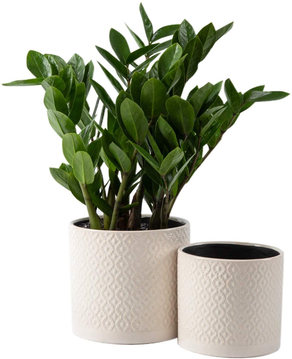 How To Pick The Best Plant Pot
