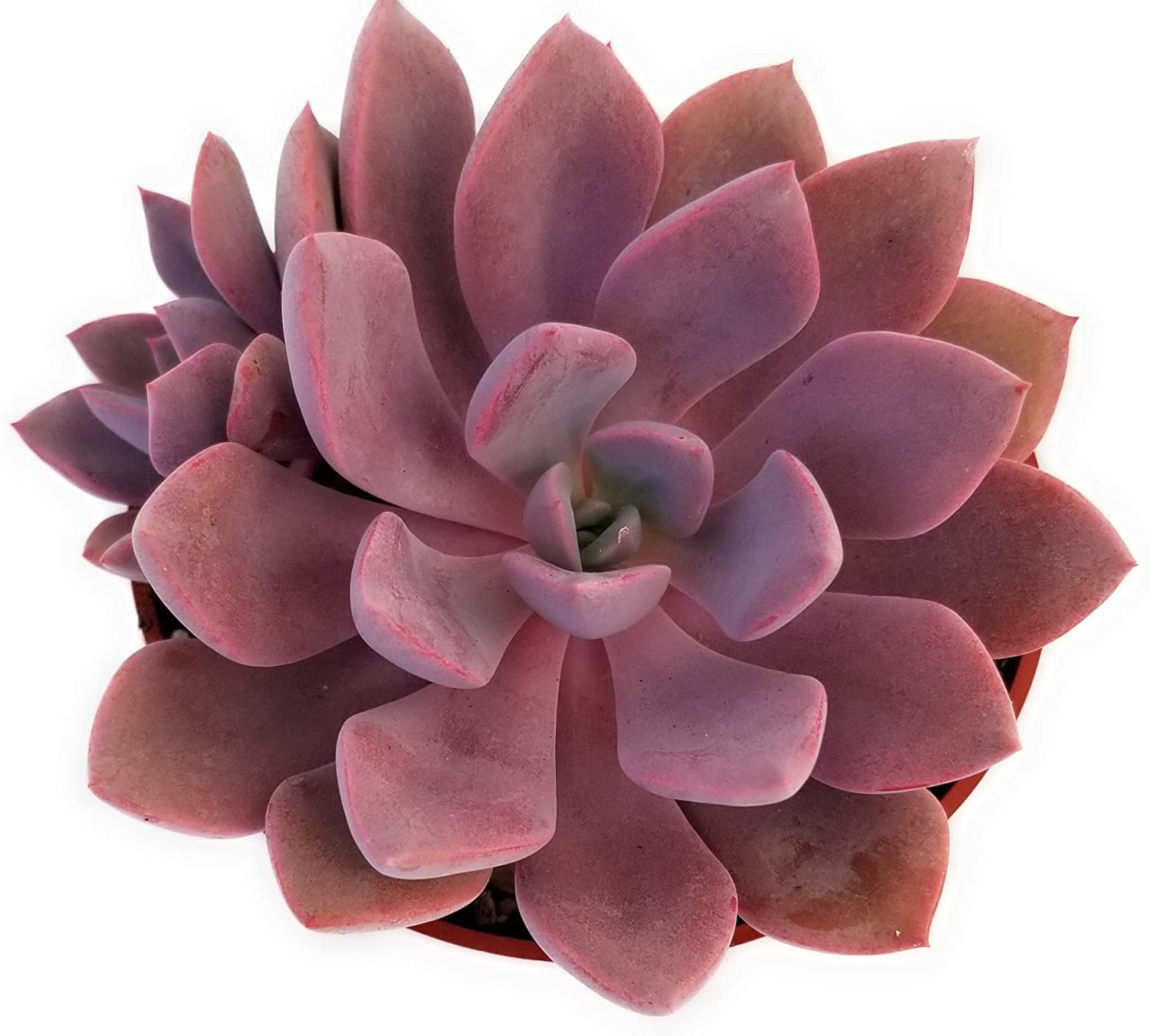 Top Most Beautiful Purple Succulents In The World Succulents Network