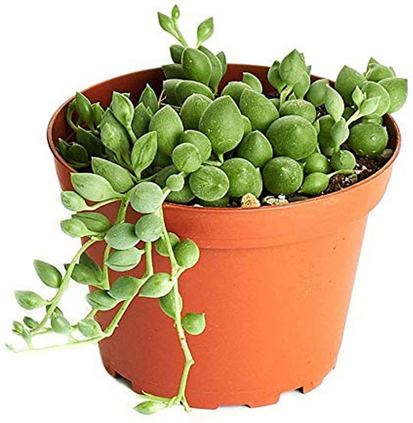 7 Types of String Succulents