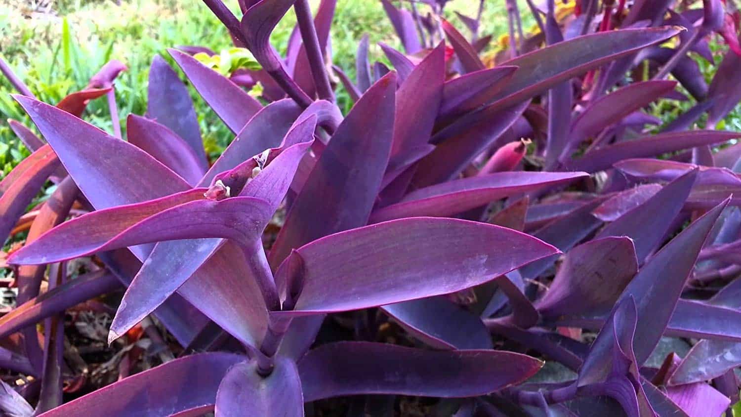 Succulents With Purple Flowers