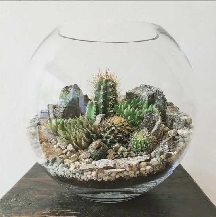 Build Your Own Cactus Terrarium