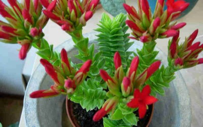 Crassula Coccinea ‘Red Crassula’