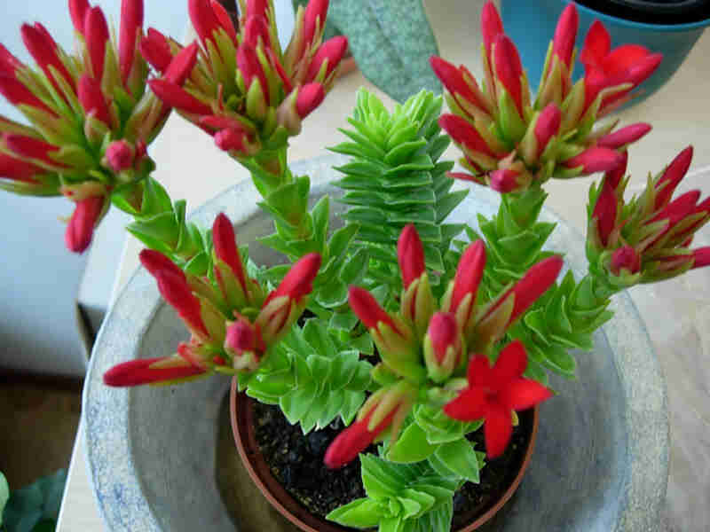 Crassula Coccinea ‘Red Crassula’