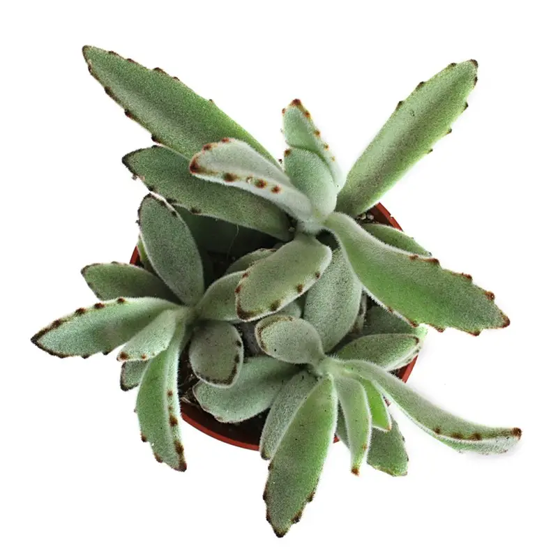 15 Poisonous Succulents 