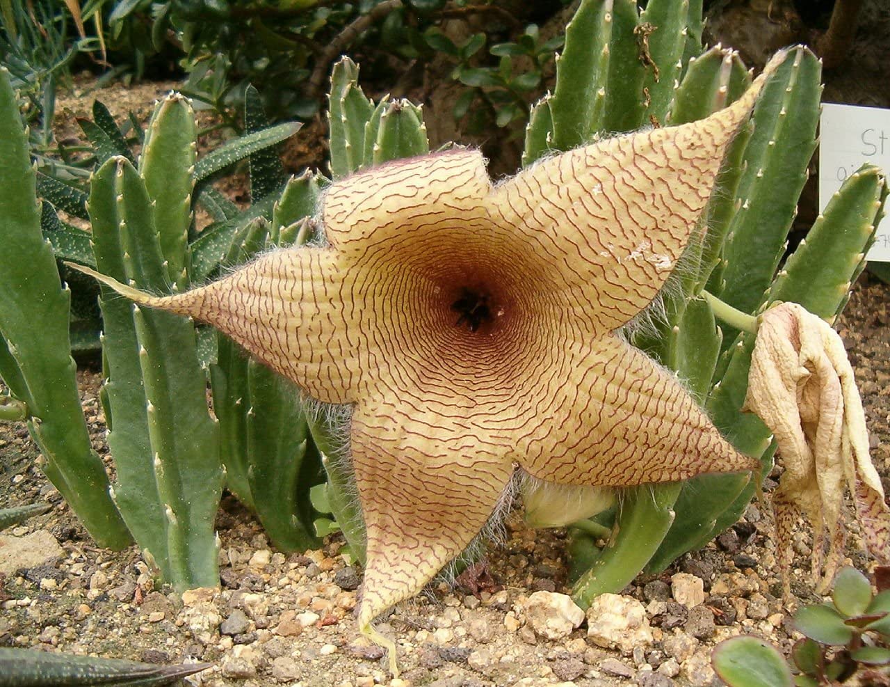 Stapelia Cactus Plant Care
