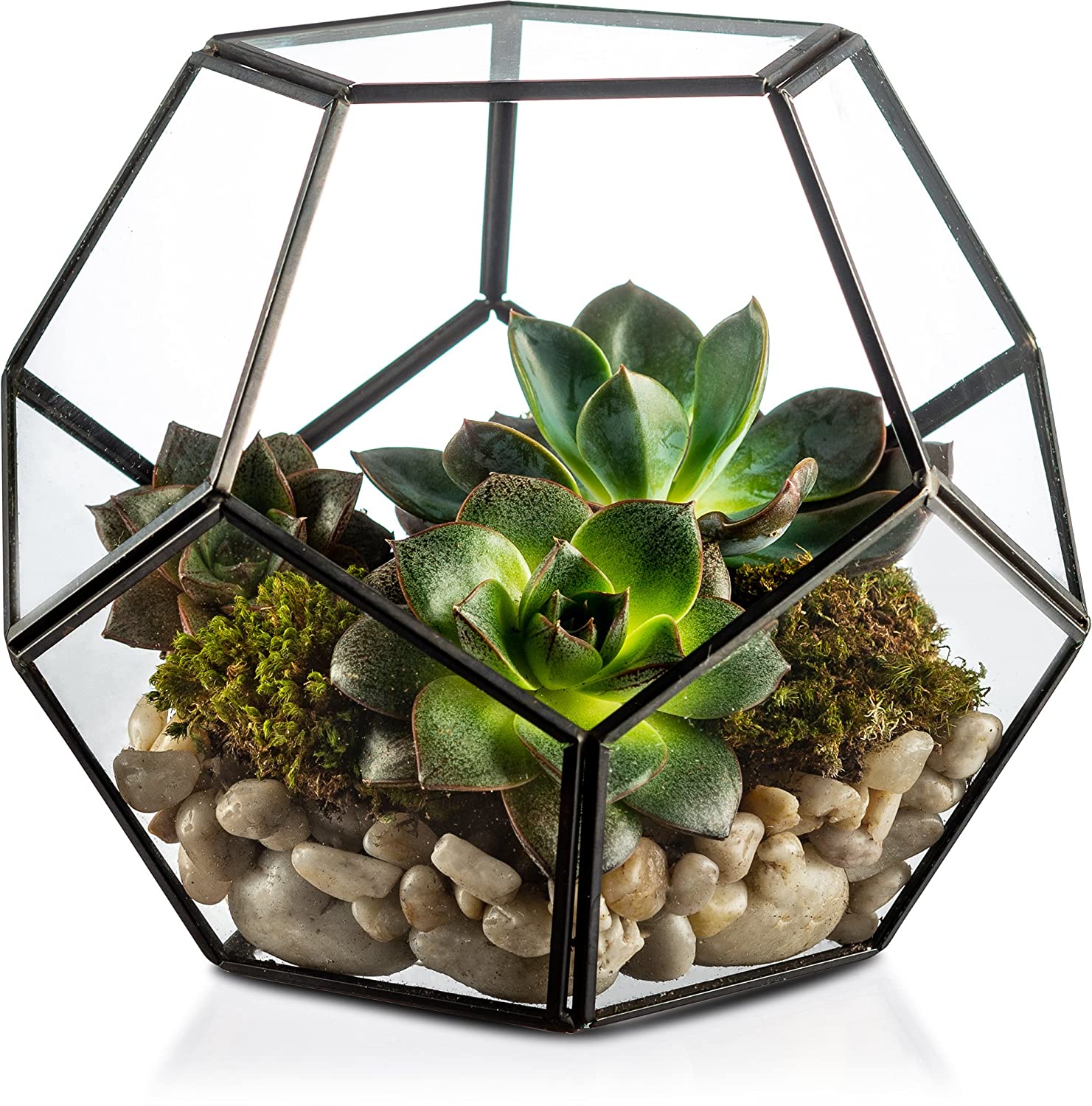 Why You Should Not Plant Succulents in a Terrarium