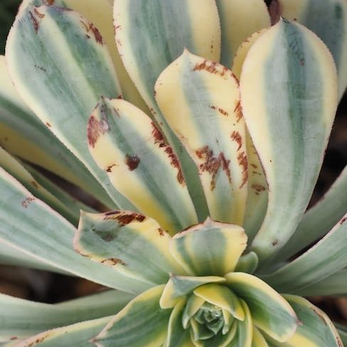 Common pests on succulents And Easy Treatments