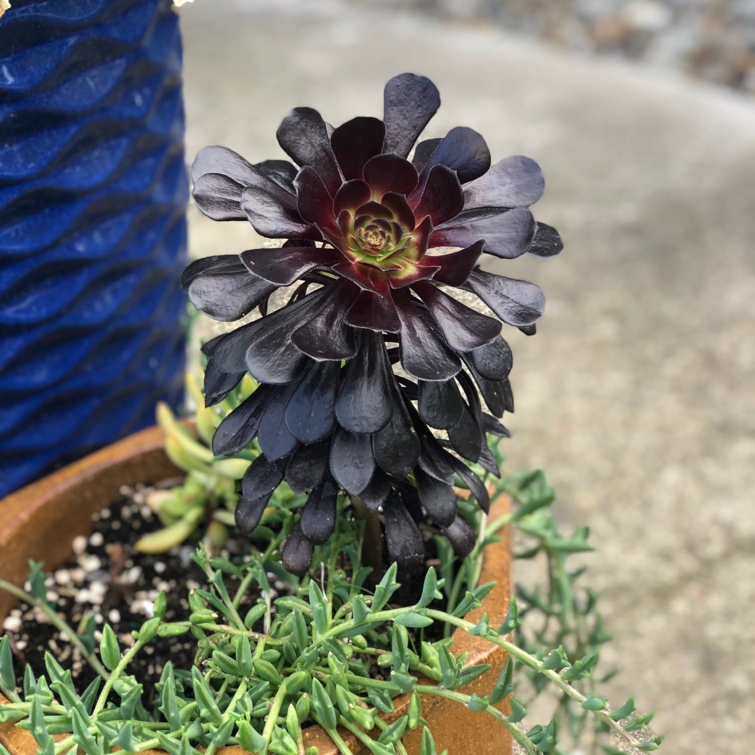 Top 20 Most Beautiful Purple Succulents In The World 