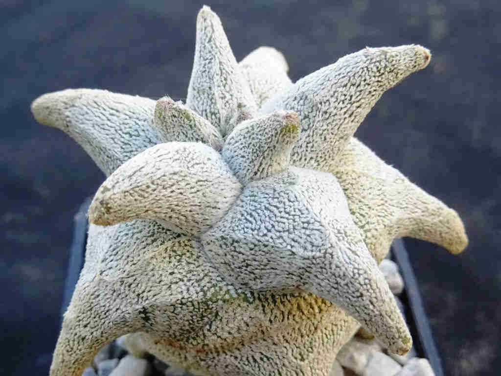 Astrophytum Coahuilense ‘Hakuran’