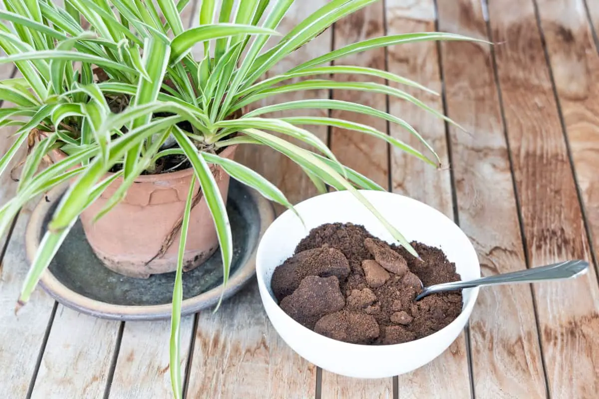 Can You Use Coffee Grounds For Indoor Plants