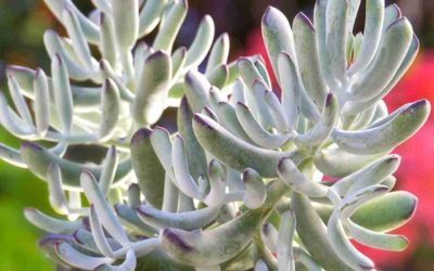 Cotyledon ‘Happy Young Lady’