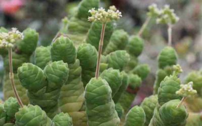 Crassula Columella