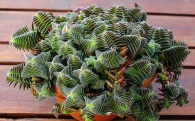 Crassula Capitella Subsp. Thyrsiflora