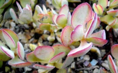 Crassula Atropurpurea ‘Purple Crassula’