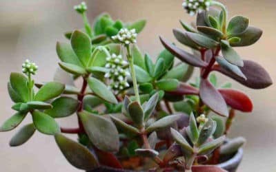 Crassula Atropupurea Var. Watermeyeri