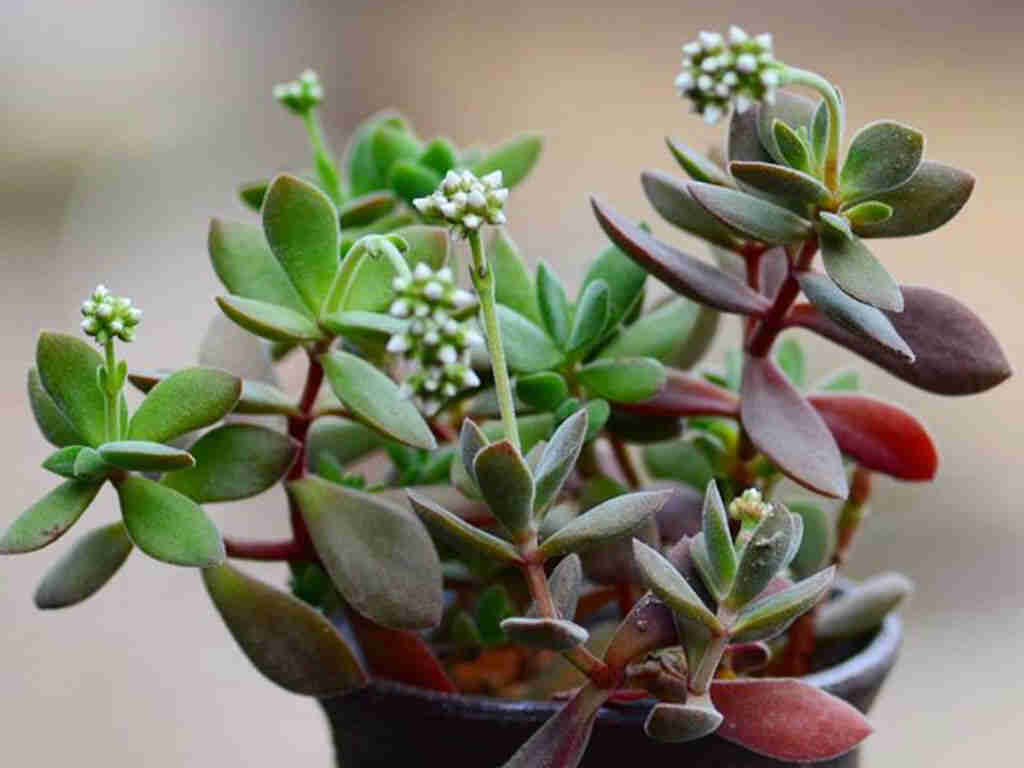 Crassula Atropupurea Var. Watermeyeri (Care Guide)- Succulents Network