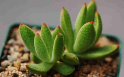 Crassula Ausensis