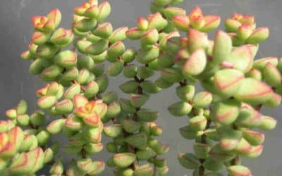 Crassula Berevifolia