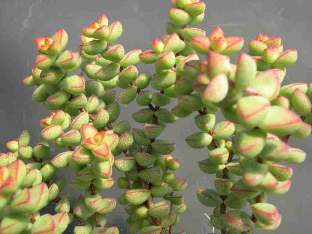 Crassula Berevifolia