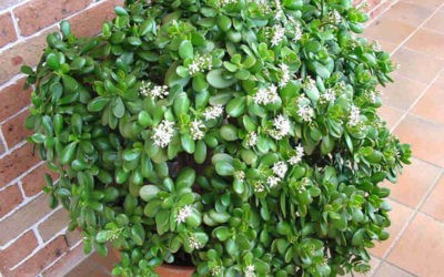 Crassula Articulata ‘Jade Plant’