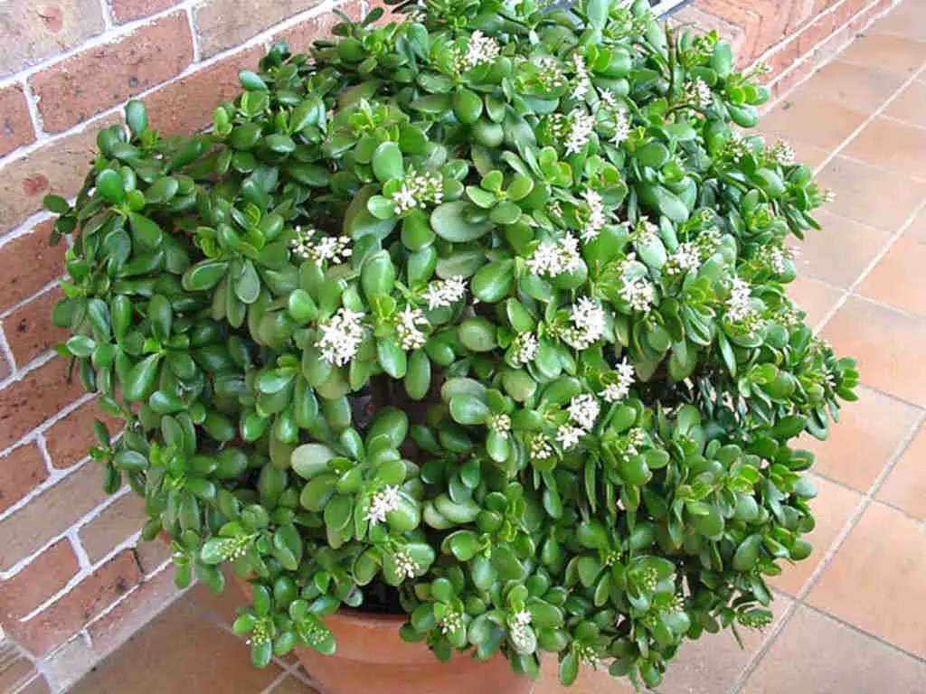 Crassula Articulata 'Jade Plant'
