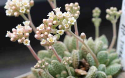 Crassula Ausensis Subsp. Titanopsis