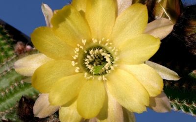 Echinopsis Chamaecereus ‘Yellow Bird’